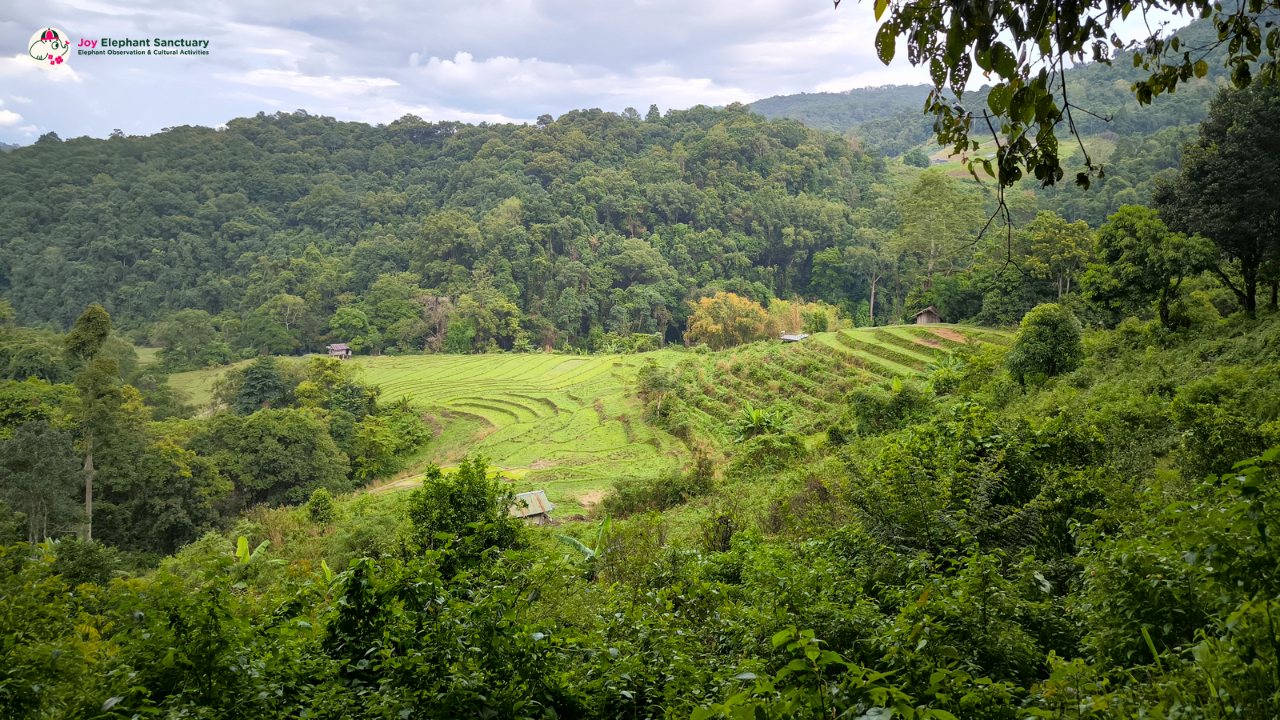 elephant observation and hiking doi inthanon, elephant observation and trekking doi inthanon, elephant observation and doi inthanon hike, elephant observation and doi inthanon trek, elephant surveying and doi inthanon hiking, doi inthanon hiking, doi inthanon trekking