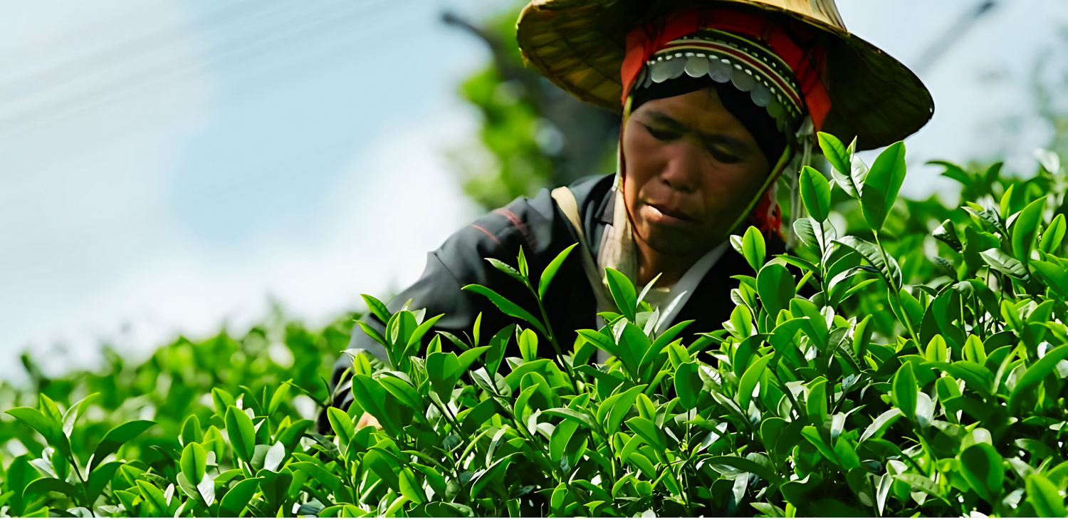 choui fong tea plantation, chouifong tea plantation, choui fong tea, chouifong tea