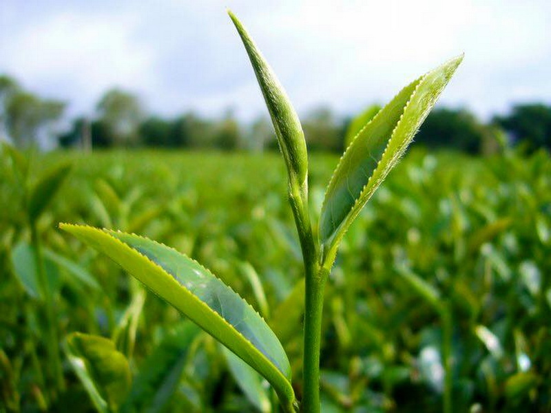 choui fong tea plantation, chouifong tea plantation, choui fong tea, chouifong tea