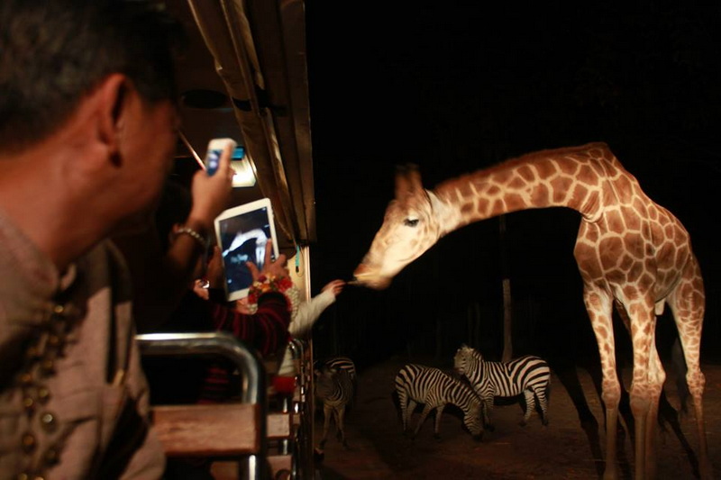 chiang mai night safari