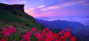 phu chi fah, phu chihah, chiang rai attractions, attractions in chiang rai