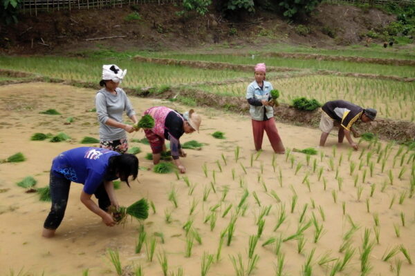 ban huay kaew bon, baan huay kaew bon, baan huai kaew bon, ban huai kaew bon, huay kaew bon village, huai kaew bon village, ban huay kaew bon mae hong son, ban huai kaew bon mae hong son, ban huay kaew mae hong son, ban huai kaew mae hong son