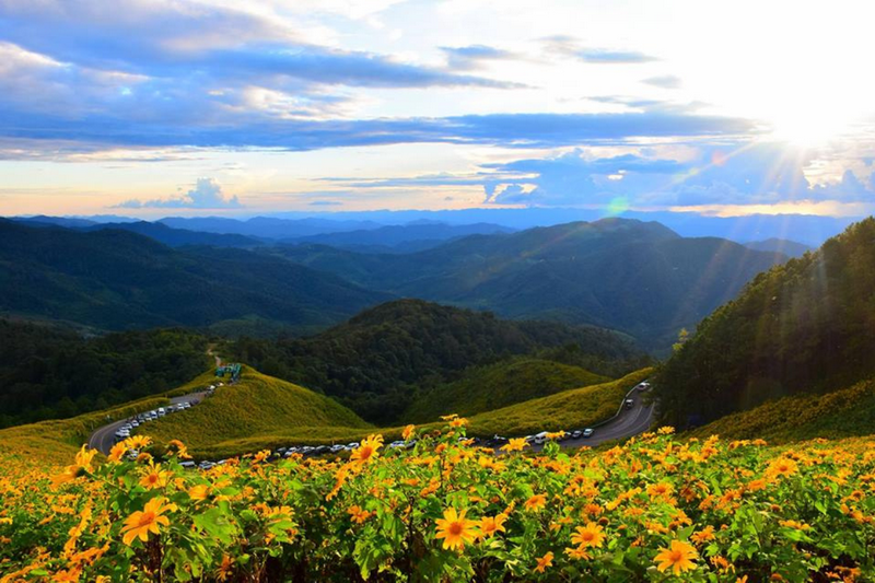 thung bua tong fields at doi mae u kho, bua tong fields doi mae u kho, bua tong fields at doi mae u kho, mexican sunflowers at doi mae u kho, doi mae u kho mexican sunflowers, doi mae u kho, doi mae u kho, thung dok bua tong at doi mae u-kho