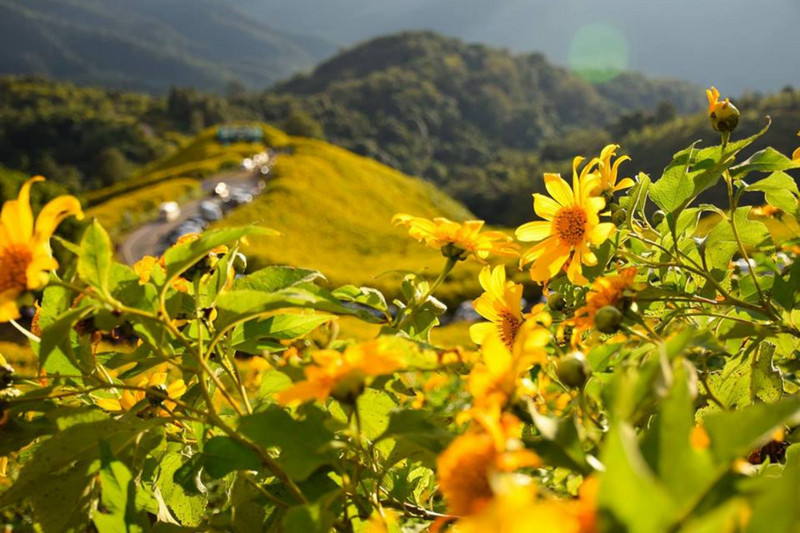 thung bua tong fields at doi mae u kho, bua tong fields doi mae u kho, bua tong fields at doi mae u kho, mexican sunflowers at doi mae u kho, doi mae u kho mexican sunflowers, doi mae u kho, doi mae u kho, thung dok bua tong at doi mae u-kho