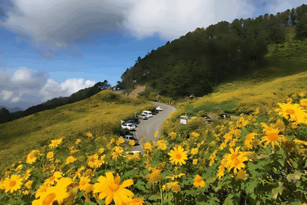 thung bua tong fields at doi mae u kho, bua tong fields doi mae u kho, bua tong fields at doi mae u kho, mexican sunflowers at doi mae u kho, doi mae u kho mexican sunflowers, doi mae u kho, doi mae u kho, thung dok bua tong at doi mae u-kho