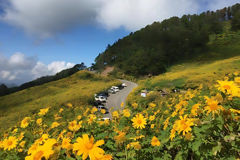 thung bua tong fields at doi mae u kho, bua tong fields doi mae u kho, bua tong fields at doi mae u kho, mexican sunflowers at doi mae u kho, doi mae u kho mexican sunflowers, doi mae u kho, doi mae u kho, thung dok bua tong at doi mae u-kho