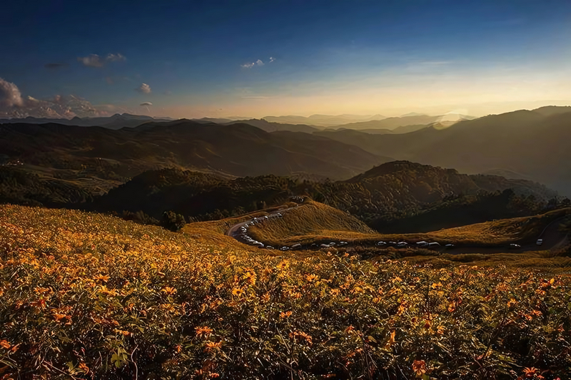 thung bua tong fields at doi mae u kho, bua tong fields doi mae u kho, bua tong fields at doi mae u kho, mexican sunflowers at doi mae u kho, doi mae u kho mexican sunflowers, doi mae u kho, doi mae u kho, thung dok bua tong at doi mae u-kho