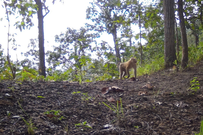 salawin national park, salawin, salawin forest park