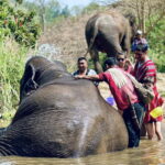 Elephant Family Chiang Rai, half day elephant chiang rai, elephant sanctuary chiang rai, karen ruammit elephant camp, chiang rai elephant bathing tour, elephant experience chiang rai, ethical elephant tour chiang rai, elephant feeding chiang rai, chiang rai elephant half day tour