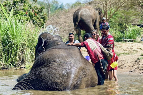 Elephant Family Chiang Rai, half day elephant chiang rai, elephant sanctuary chiang rai, karen ruammit elephant camp, chiang rai elephant bathing tour, elephant experience chiang rai, ethical elephant tour chiang rai, elephant feeding chiang rai, chiang rai elephant half day tour