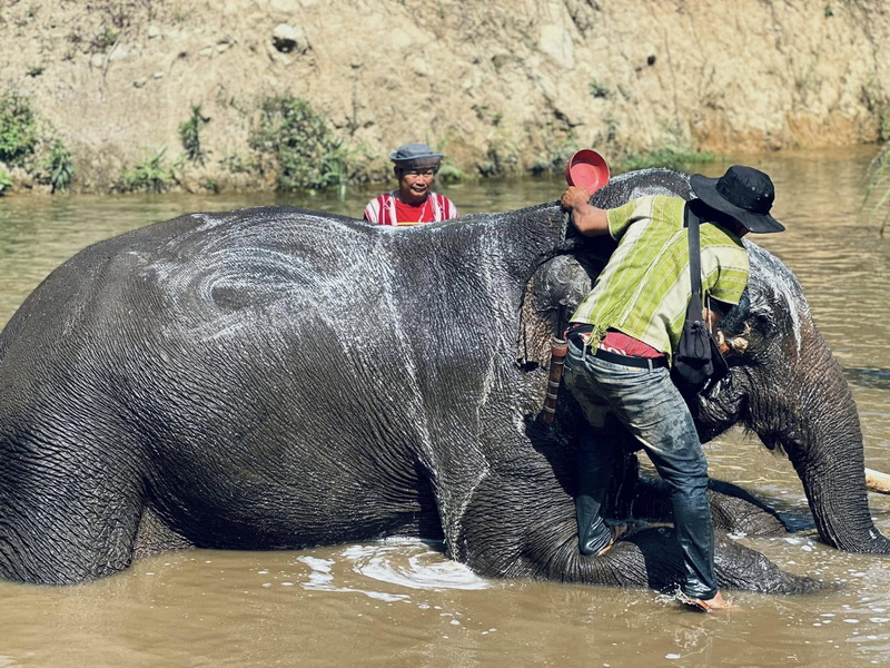 Elephant Family Chiang Rai, half day elephant chiang rai, elephant sanctuary chiang rai, karen ruammit elephant camp, chiang rai elephant bathing tour, elephant experience chiang rai, ethical elephant tour chiang rai, elephant feeding chiang rai, chiang rai elephant half day tour