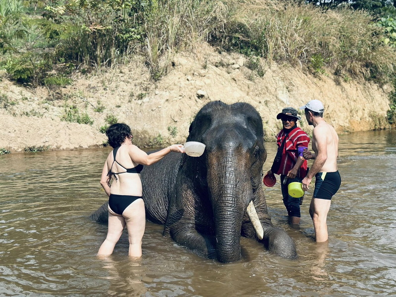 Elephant Family Chiang Rai, half day elephant chiang rai, elephant sanctuary chiang rai, karen ruammit elephant camp, chiang rai elephant bathing tour, elephant experience chiang rai, ethical elephant tour chiang rai, elephant feeding chiang rai, chiang rai elephant half day tour