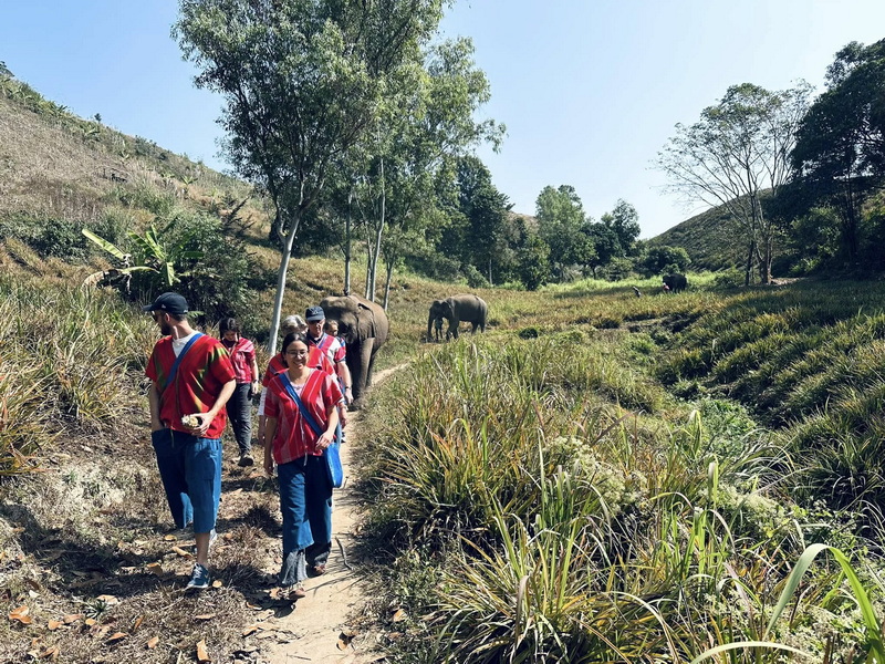 Elephant Family Chiang Rai, half day elephant chiang rai, elephant sanctuary chiang rai, karen ruammit elephant camp, chiang rai elephant bathing tour, elephant experience chiang rai, ethical elephant tour chiang rai, elephant feeding chiang rai, chiang rai elephant half day tour