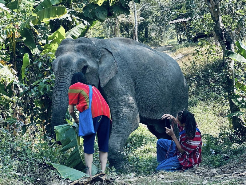 Elephant Family Chiang Rai, half day elephant chiang rai, elephant sanctuary chiang rai, karen ruammit elephant camp, chiang rai elephant bathing tour, elephant experience chiang rai, ethical elephant tour chiang rai, elephant feeding chiang rai, chiang rai elephant half day tour