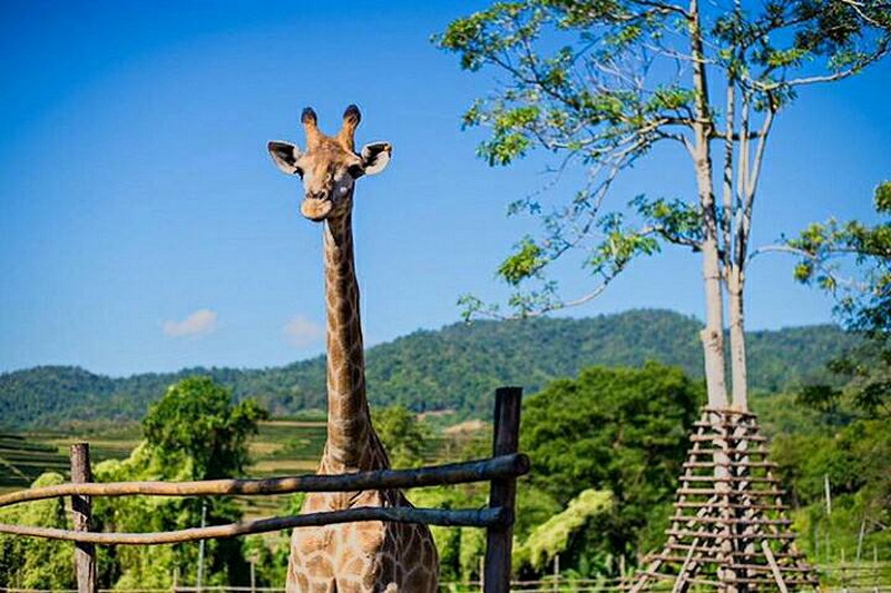 singha park, singha park chiang rai, singha park chiangrai