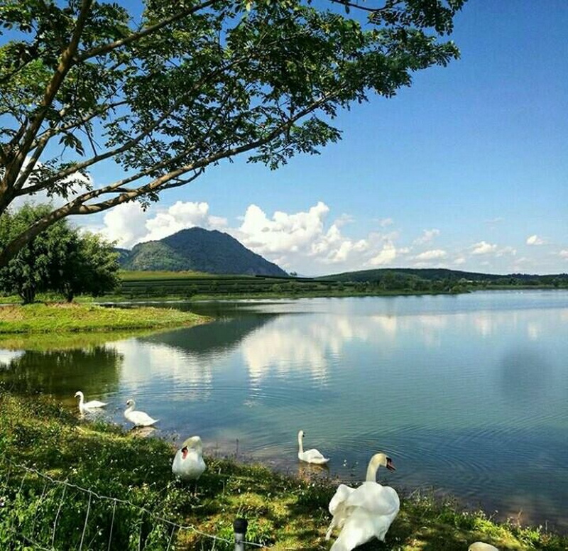 singha park, singha park chiang rai, singha park chiangrai