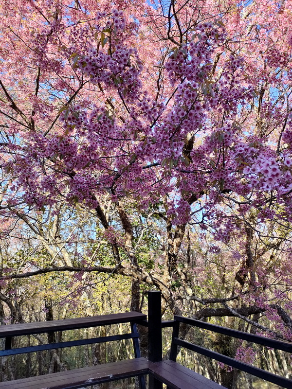 phu chi fa, phu chi fa forest park, phu chi fa national park, phu chi fah, phu chi fah forest park, phu chi fah national park